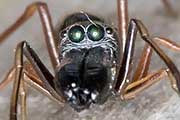 Jumping Spider (Myrmarachne sp) (Myrmarachne sp)